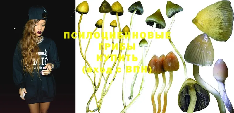 Галлюциногенные грибы Psilocybe  ОМГ ОМГ ссылки  Бикин  где купить наркоту 